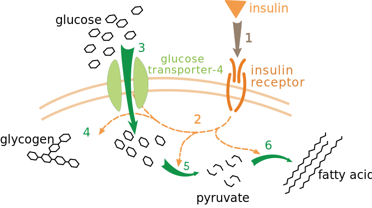 Difference Between Insulin and Glucagon