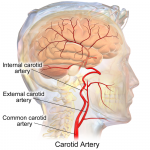 Difference Between Jugular Vein and Carotid Artery | Definition ...