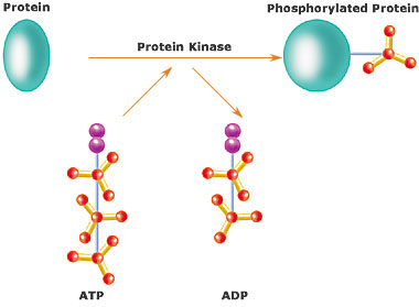 Difference Between Kinase and Phosphatase | Definition, Features, Role