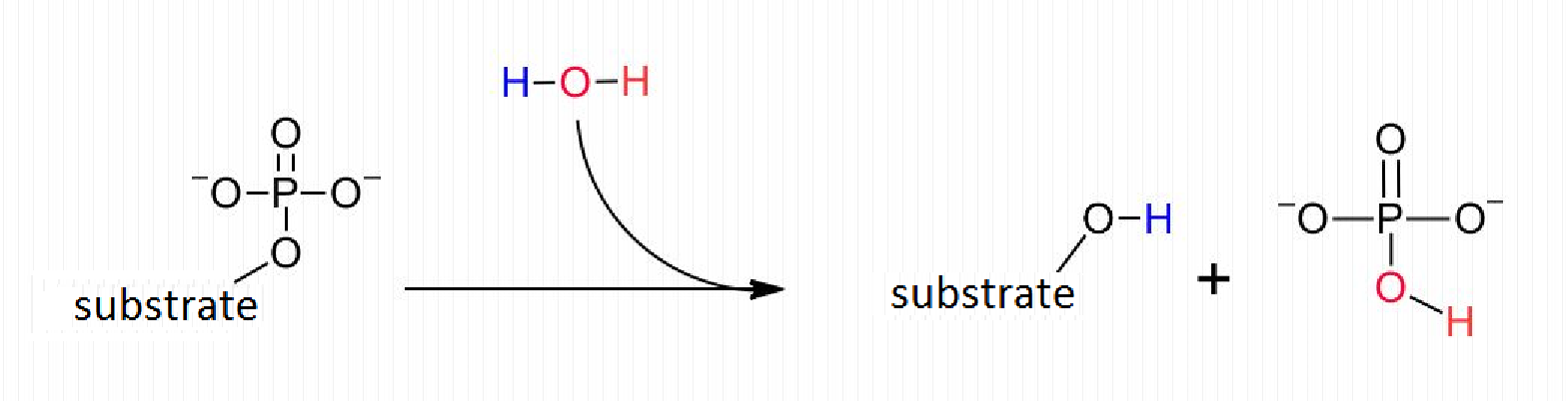 Difference Between Kinase and Phosphatase | Definition, Features, Role