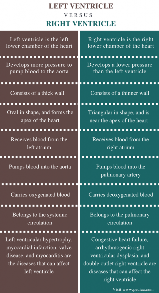 Difference Between Left and Right Ventricle | Definition, Anatomy