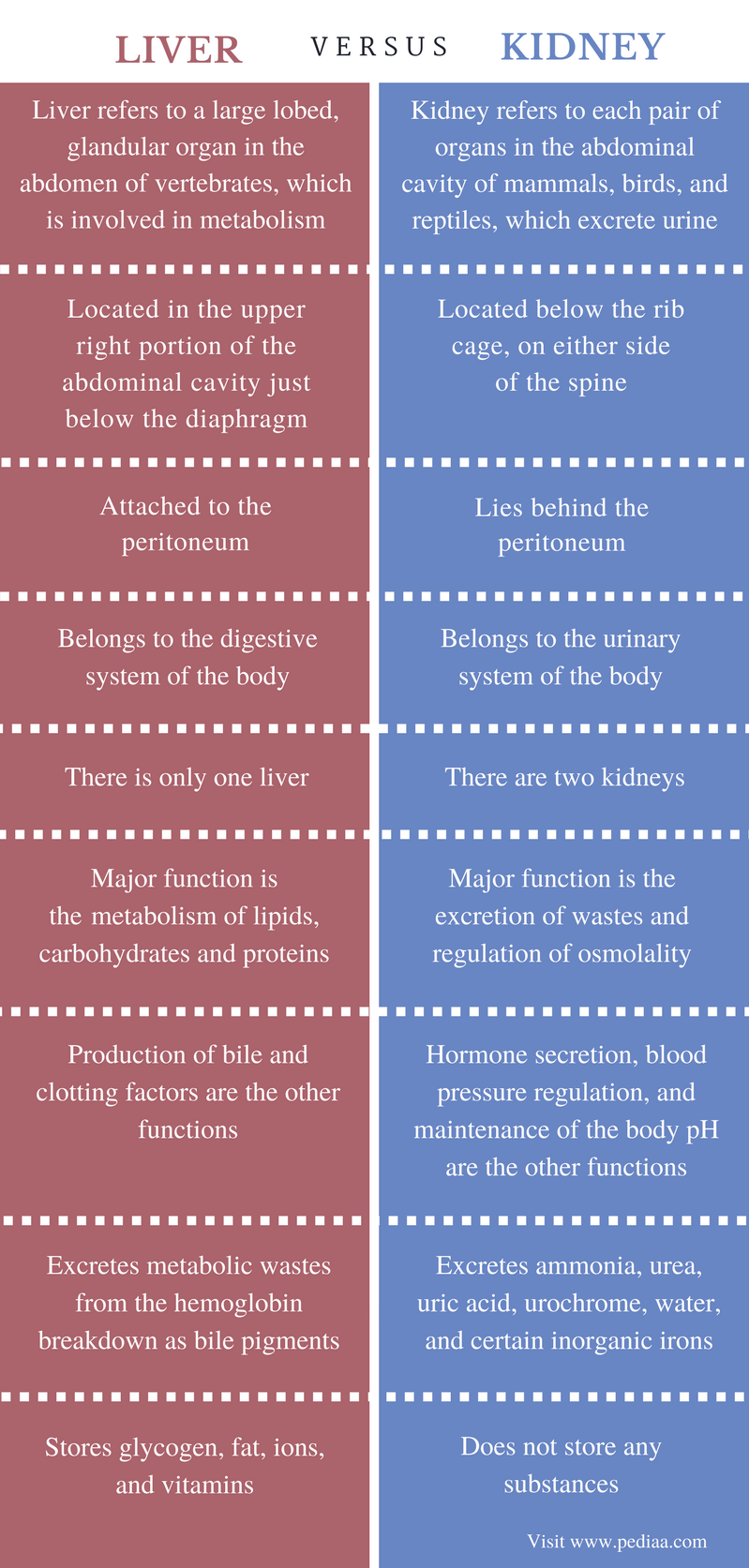 difference-between-liver-and-kidney-definition-anatomy-physiology