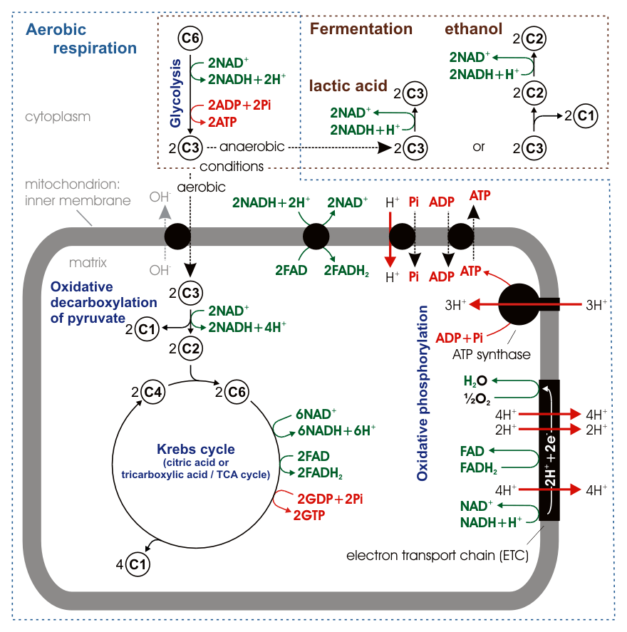 Difference Between NAD and NADH | Definition, Synthesis, Role, Similarities