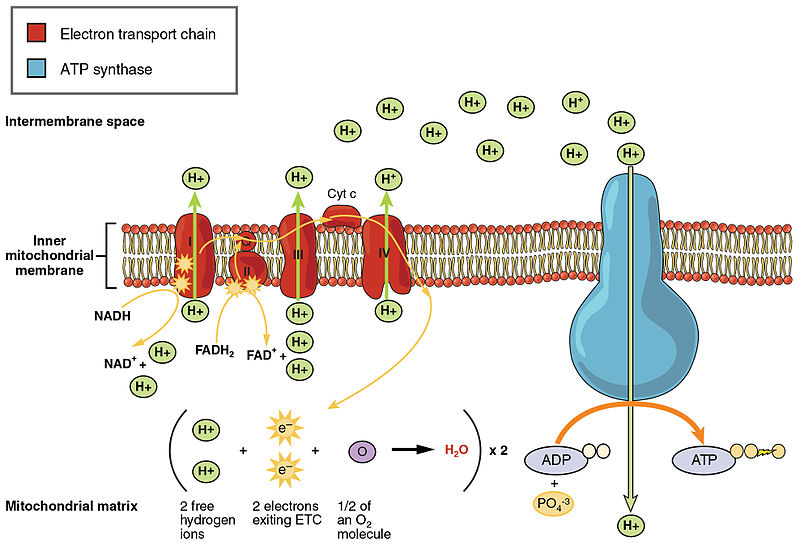 Difference Between NADH and NADPH | Definition, Production, Usage