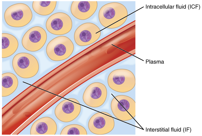 Difference Between Plasma and Interstitial Fluid 