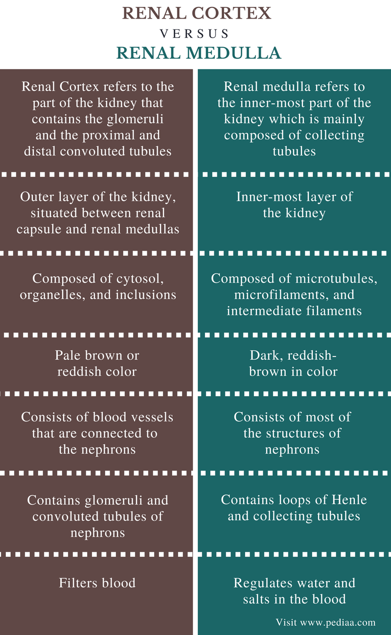 Difference Between Renal Cortex and Renal Medulla | Definition