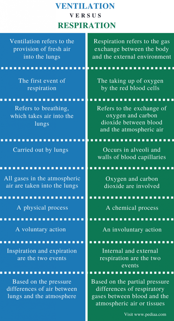 Difference Between Ventilation and Respiration | Definition, Process, Role