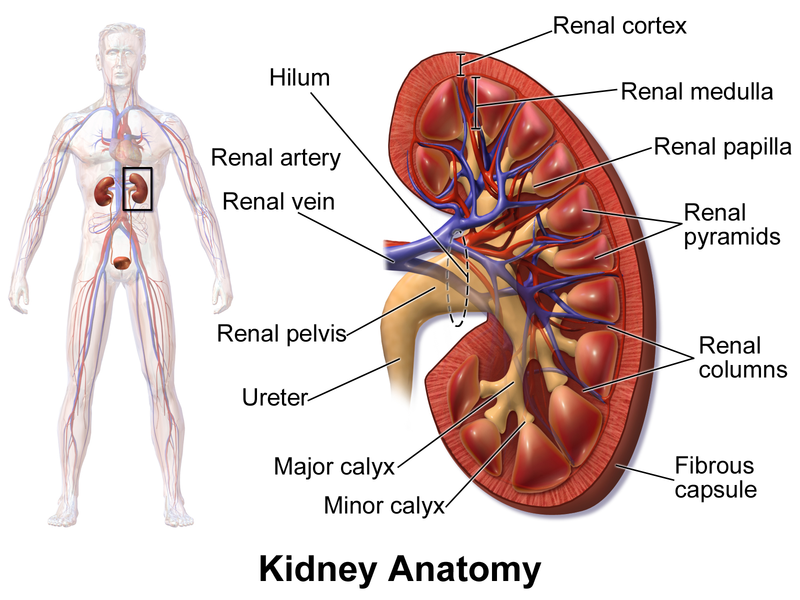 Difference Between Bladder and Kidney | Definition, Anatomy, Physiology