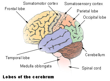 Difference Between Cerebrum and Cerebral Cortex | Definition, Regions ...