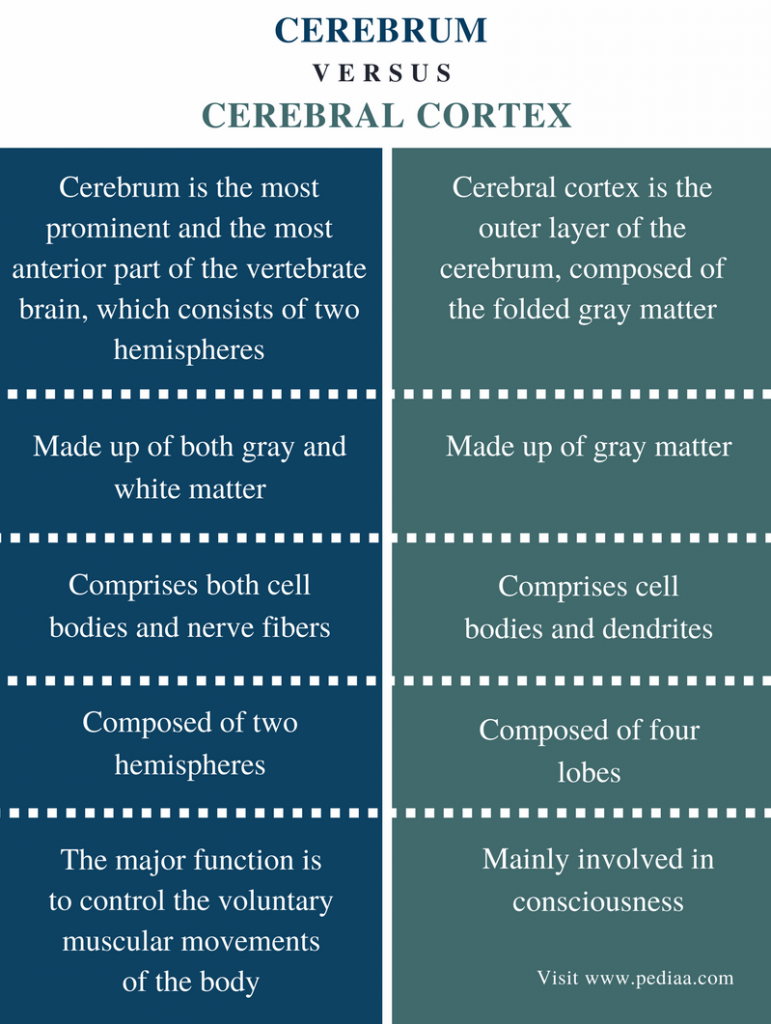 Difference Between Cerebrum and Cerebral Cortex | Definition, Regions ...