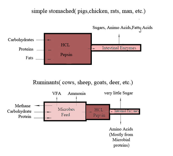 Difference Between Cow and Human Digestive System | Definition