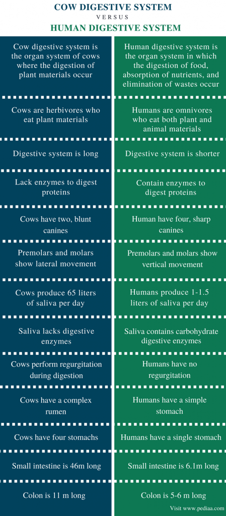 Difference Between Cow and Human Digestive System | Definition