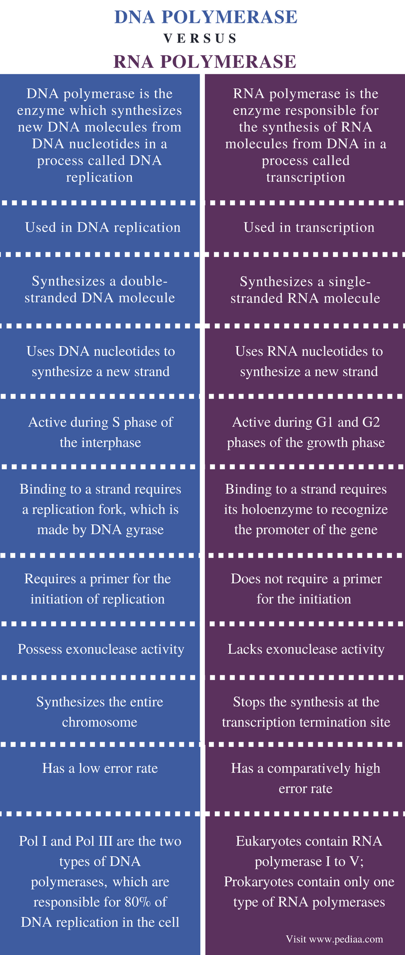 Difference Between DNA and RNA Polymerase - Comparison Summary