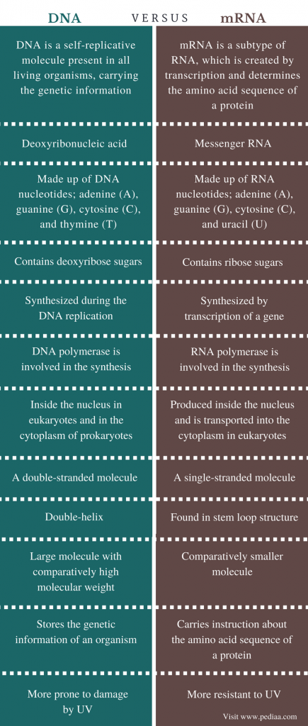Difference Between DNA and mRNA | Definition, Structure, Function