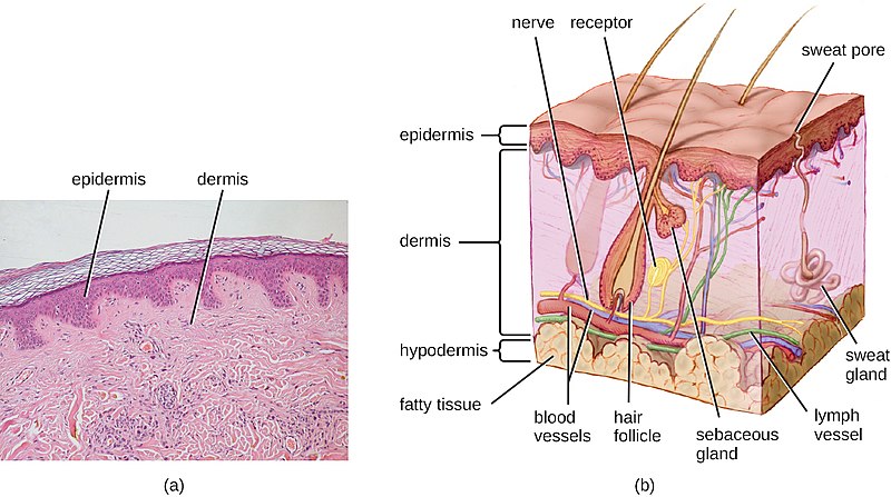 Difference Between Dermis and Epidermis_FIgure 1