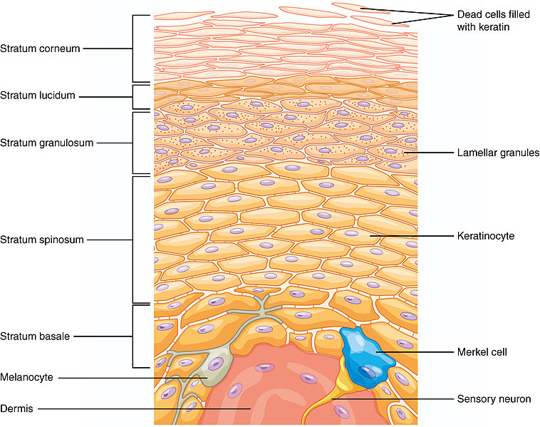 Difference Between Dermis and Epidermis