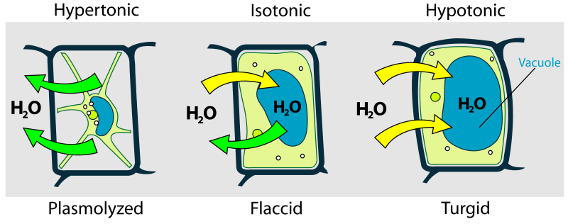 Main Difference - Endosmosis vs Exosmosis