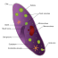 Difference Between Euglena and Paramecium – Pediaa.Com