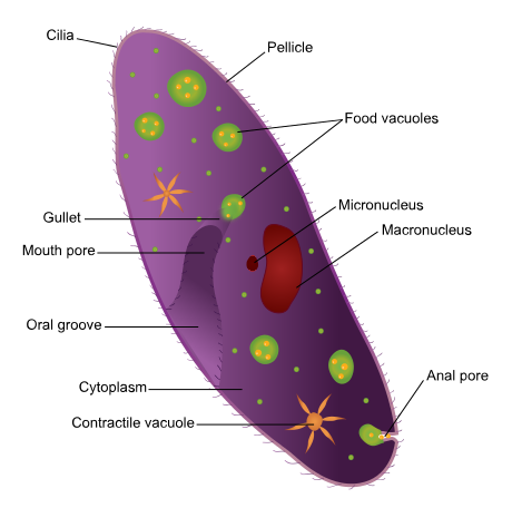 What Is The Difference Between The Three Protozoa Euglena Paramecium ...