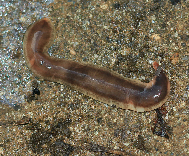 Main Difference -Flatworms vs Roundworms