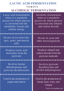 Difference Between Lactic Acid and Alcoholic Fermentation - Difference Between Lactic AciD AnD Alcoholic Fermentation Comparison Summary 211x300