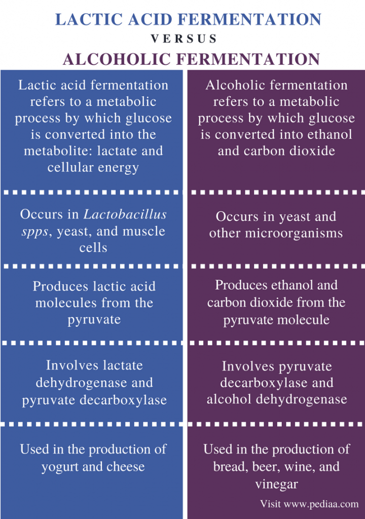 Difference Between Lactic Acid and Alcoholic Fermentation - Difference Between Lactic AciD AnD Alcoholic Fermentation Comparison Summary 720x1024