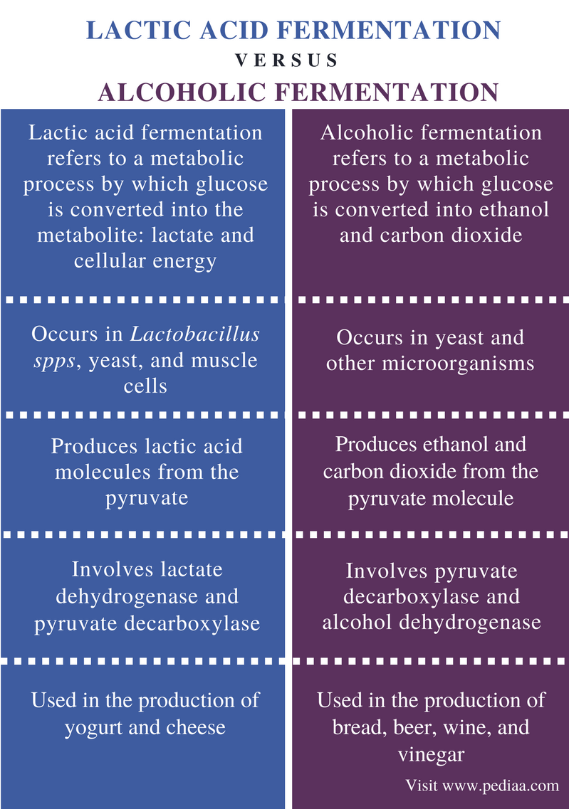 Difference Between Lactic Acid and Alcoholic Fermentation - Comparison Summary
