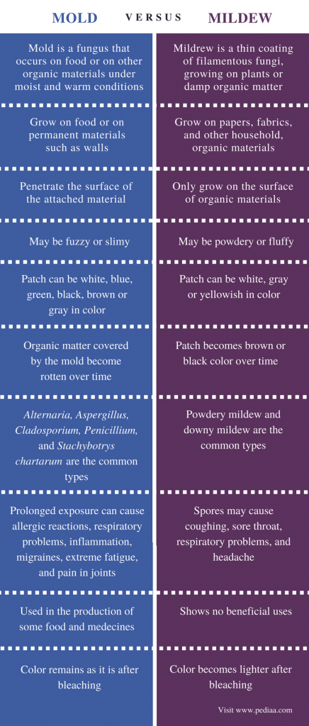 Difference Between Mold And Mildew | Definition, Structure ...