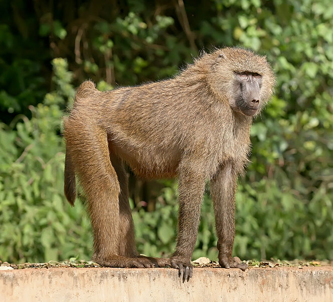 Difference Between Monkey and Ape_Figure 1