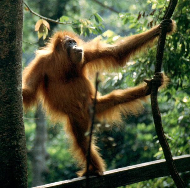 Main Difference - Monkey vs Ape