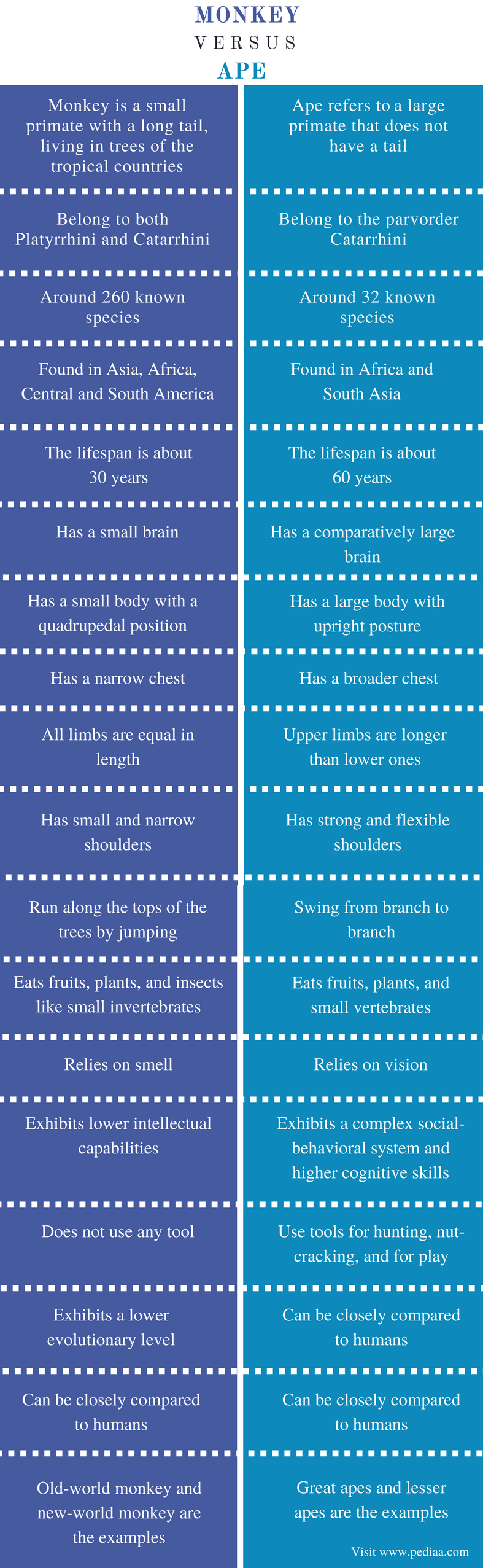 Difference Between Monkey and Ape | Definition, Physical and Mental