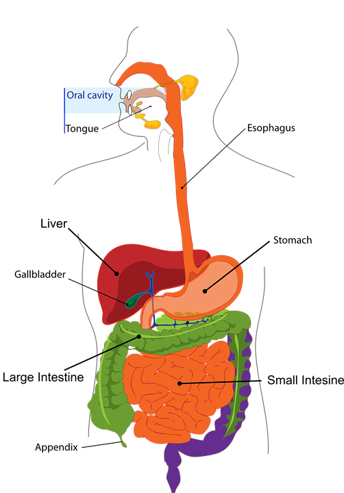 Difference Between Monogastric and Ruminant Digestive System | Definition,  Components, Role, Similarities and Differences