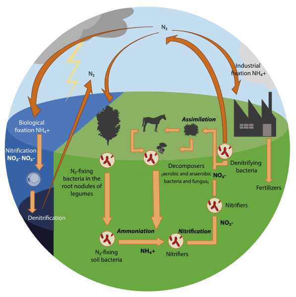 Difference Between Nitrogen and Nitrate