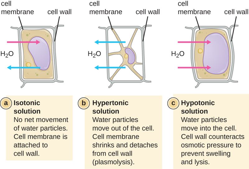 Difference Between Osmosis and Plasmolysis Definition, Types