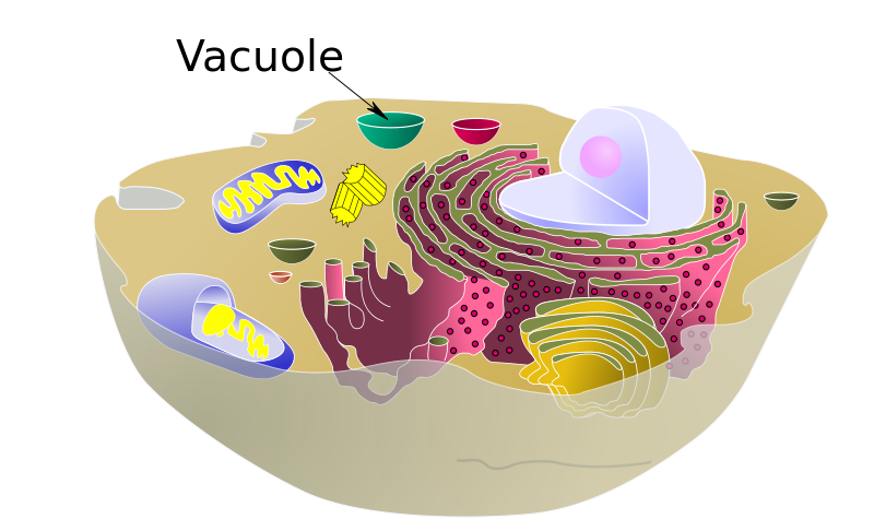 Difference Between Plant and Animal Vacuoles | Definition ...