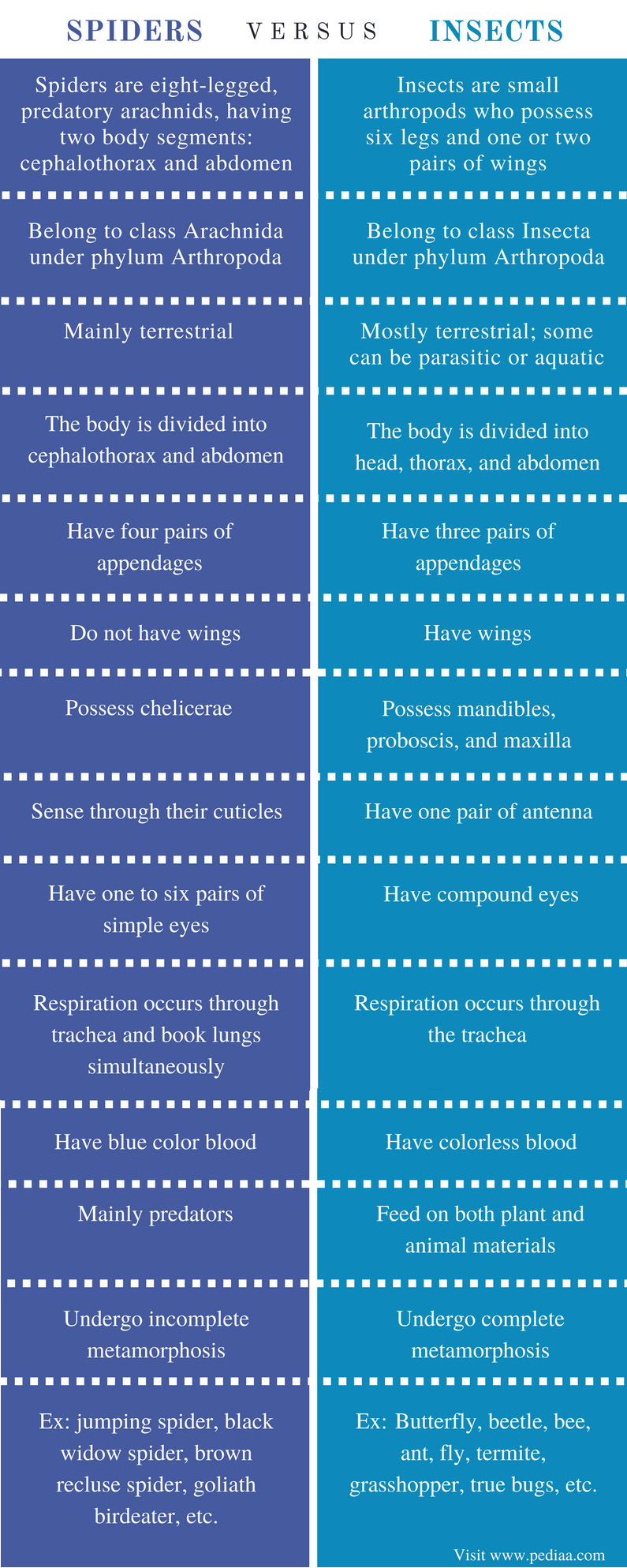Difference Between Spiders And Insects Definition Body Parts
