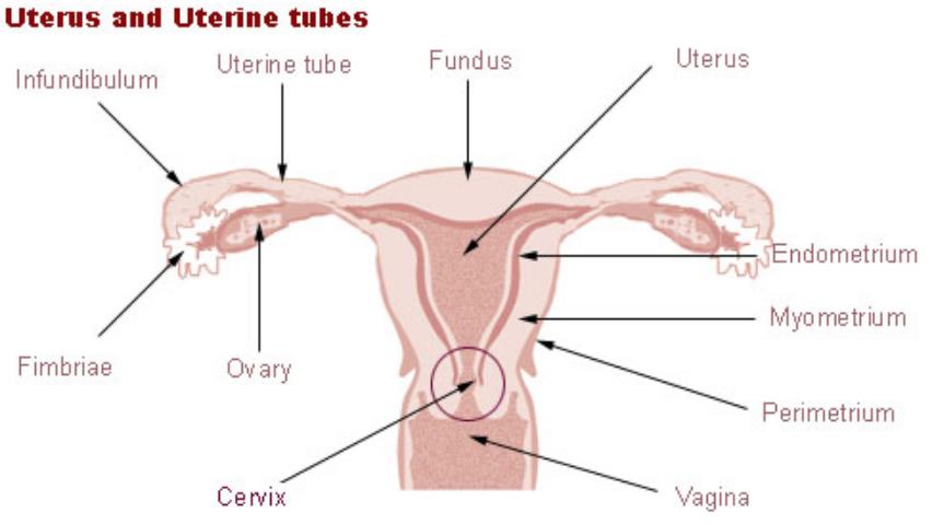 Main Difference - Womb vs Uterus 