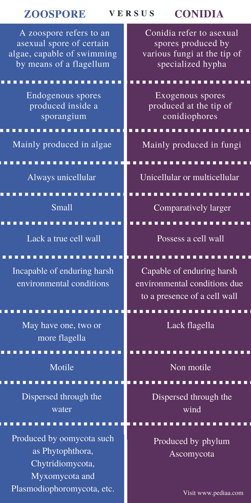 Difference Between Zoospore and Conidia | Definition, Structure ...