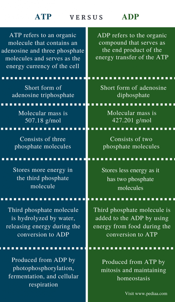 What is the Structural Difference Between ATP and ADP Definition
