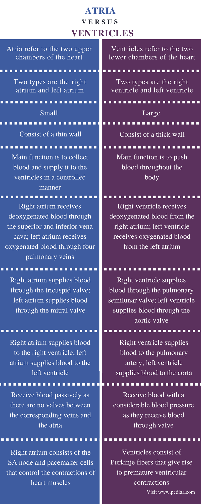 Difference Between Atria and Ventricles | Definition ...