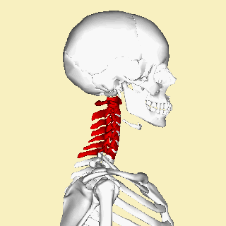 Difference Between Cervical and Thoracic Vertebrae 