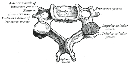 Difference Between Cervical and Thoracic Vertebrae_Figure 2