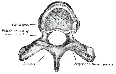 Difference Between Cervical and Thoracic Vertebrae_Figure 5