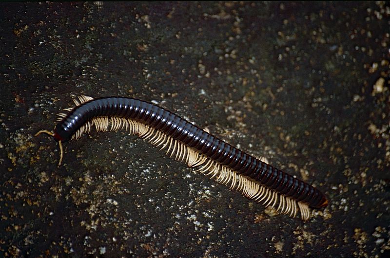 Main Difference - Chilopoda vs Diplopoda