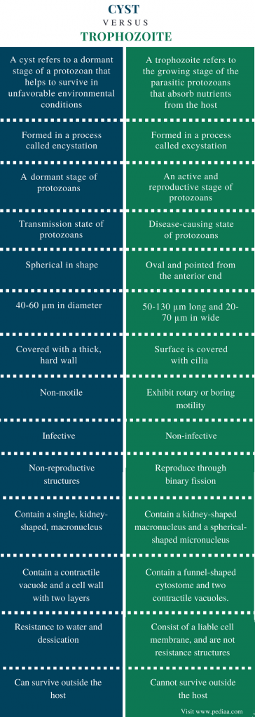 Difference Between Cyst And Trophozoite Definition Facts Role Differences 8070