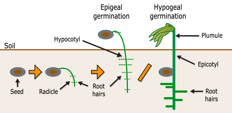 Difference Between Fertilization and Germination