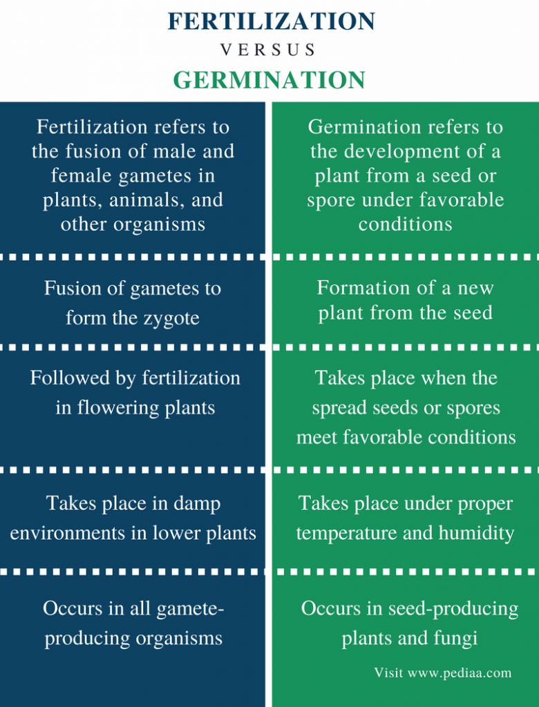 Difference Between Fertilization and Germination Definition, Facts