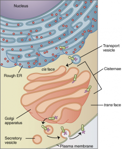 Difference Between Golgi Bodies and Mitochondria | Definition ...