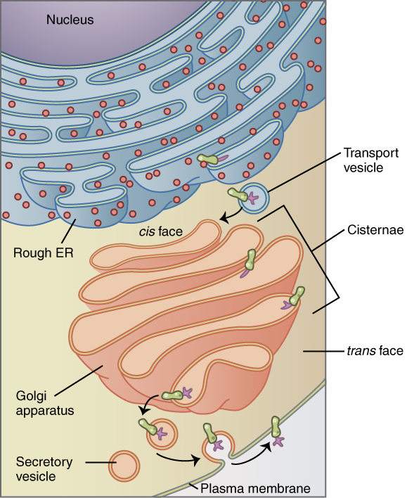 Similarities Between Er And Golgi Apparatus