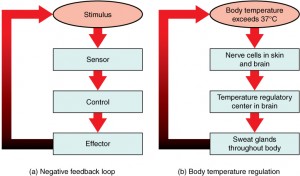 Difference Between Hemostasis and Homeostasis | Definition, Steps